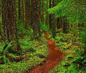Stan Waszyngton, Ścieżka, Mount Baker-Snoqualmie National Forest, Stany Zjednoczone, Paprocie, Las, Drzewa