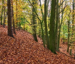 Jesień, Liście, Skarpa, Las, Drzewa, Brązowe