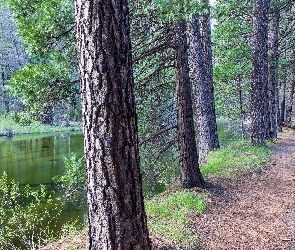 Rzeka, Yosemite Valley, Las, Droga, Kalifornia, Merced River, Stany Zjednoczone, Park Narodowy Yosemite