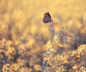 Motyl, Modraszek ikar, Roślina