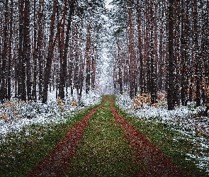 Drzewa, Trawa, Las, Zima, Ścieżka, Śnieg