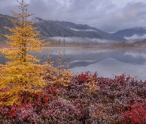 Drzewa, Jezioro, Jesień, Góry Kołymskie, Kołyma, Roślinność, Rosja, Jack London