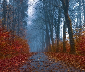 Mgła, Droga, Las, Jesień, Drzewa, Krzewy