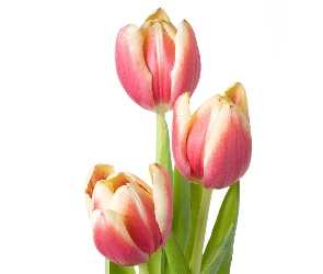 Trzy, Tulipany, Różowe
