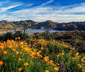 Arizona, Góry, Pozłotki kalifornijskie, Stany Zjednoczone, Jezioro Bartllet, Kwiaty, Kaktusy