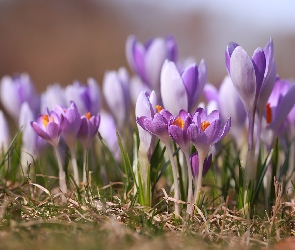 Liliowe, Wiosenne, Kwiaty, Krokusy, Fioletowe