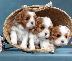 Trzy, Cavalier king charles spaniel, Psy, Koszyk, Róże, Szczenięta, Chryzantemy, Kwiaty