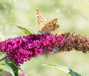 Kwiat, Budleja, Motyl