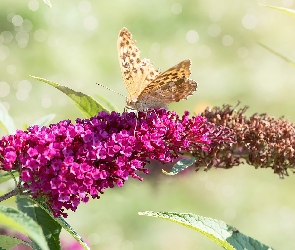 Kwiat, Budleja, Motyl