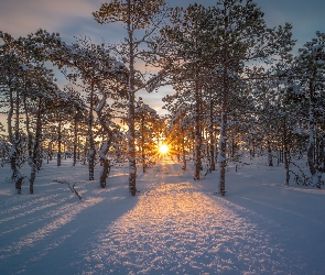 Śnieg, Promienie słońca, Drzewa, Zaśnieżone, Zima