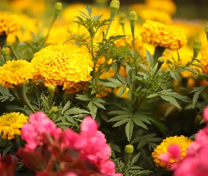 Kwiaty, Turki, Aksamitki, Rabatowe, Żółte