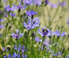 Chaber, Pszczoła, Kwiaty