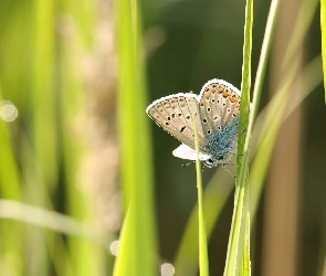 Źdźbła, Trawa, Modraszek ikar, Motyl