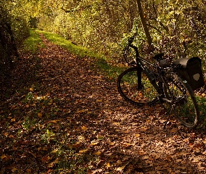 Jesień, Drzewa, Droga, Rower, Ścieżka, Liście