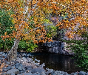 Jesień, Stan Arizona, Grasshopper Point, Stany Zjednoczone, Sedona, Rzeka, Drzewa, Jawor, Kamienie