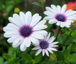 Liście, Stokrotka afrykańska, Białe, Trzy, Kwiatki, Osteospermum