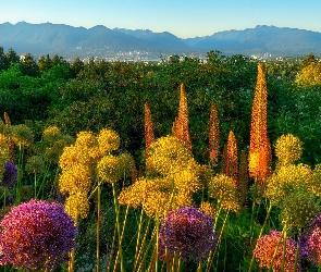 Drzewa, Wzgórza, Kolumbia Brytyjska, Kwiaty, Park Królowej Elżbiety, Kanada, Vancouver