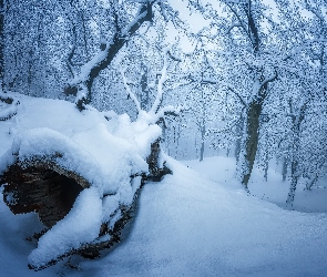 Śnieg, Las, Zaśnieżony, Drzewa, Zima