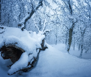 Śnieg, Las, Zaśnieżony, Drzewa, Zima