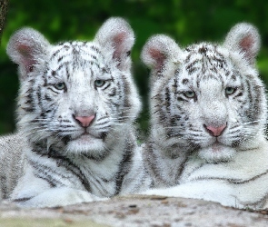 Białe, Tygrysy