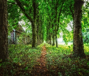 Drzewa, Dom, Droga, Ścieżka