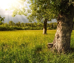 Promienie słońca, Ławka, Polana, Lato, Łąka, Drzewa, Trawa