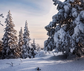 Śnieg, Las, Drzewa, Zaśnieżone, Zima