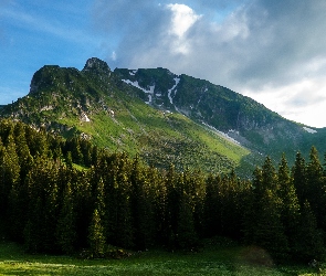 Kanton Berno, Góry, Szwajcaria, Gurnigel Pass, Las, Przełęcz, Drzewa, Alpy