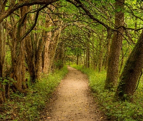 Las, Ohio, Sugarcreek MetroPark, Stany Zjednoczone, Bellbrook, Liściaste, Droga, Zielone, Drzewa