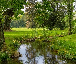 Strumuk, Wiosna, Kwiaty, Drzewa, Rzeczka