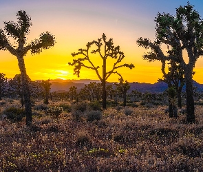 Wzgórza, Drzewa Jozuego, Kalifornia, Trawa, Wschód słońca, Stany Zjednoczone, Park Narodowy Joshua Tree
