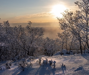 Oszronione, Słońce, Śnieg, Drzewa, Zima