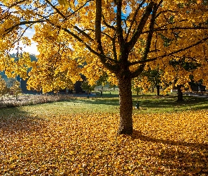 Liście, Opadłe, Park, Jesień, Drzewa, Żółte