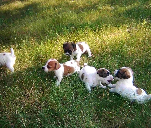 zielona, trawa, Jack Russell Terrier