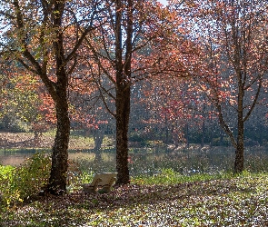 Park, Drzewa, Ławka, Staw, Jesień