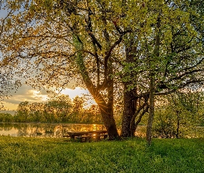 Trawa, Staw, Drzewa, Wiosna, Ławka, Park, Promienie słońca