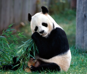 Panda, Trawa, Bambus