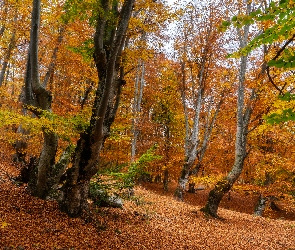 Las, Liście, Pożółkłe, Jesień, Drzewa, Opadłe