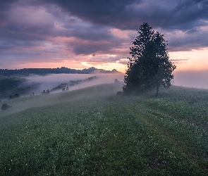 Drzewa, Mgła, Góry, Polska, Małe Pieniny, Polana