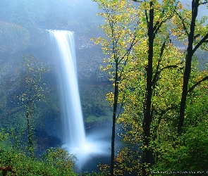 Przepiękny Wodospad, Drzewa
