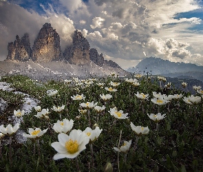 Dolomity, Tre Cime di Lavaredo, Włochy, Masyw, Kwiaty, Góry, Chmury, Łąka