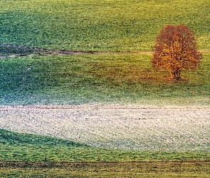 Szron, Drzewo, Jesień, Pole