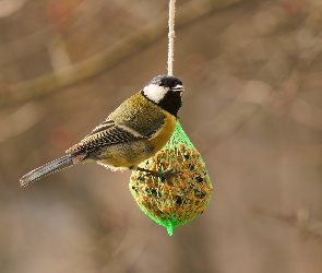 Pokarm, Kula łojowa, Sikora bogatka, Sikorka, Bogatka zwyczajna, Ptak