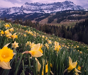 Góry, Łąka, Wiosna, Dolina Emmental, Kanton Berno, Alpy Emmentalskie, Szwajcaria, Narcyzy żonkile