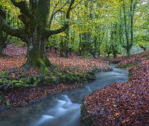 Drzewa, Liście opadłe, Las, Rzeka, Kraj Basków, Strumień, Hiszpania, Park Narodowy Gorbea