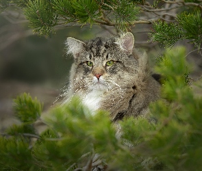Spojrzenie, Gałęzie, Oczy, Zielone, Kot norweski leśny