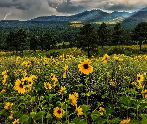 Żółte, Arizona, Chmury, Stany Zjednoczone, Piorun, Drzewa, Kwiaty, Góry, San Francisco Peaks