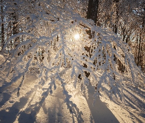 Las, Drzewa, Śnieg, Promienie słońca, Gałęzie, Zima, Ośnieżone