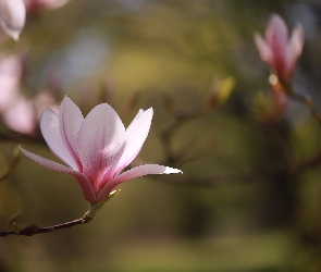 Różowa, Kwiat, Magnolia