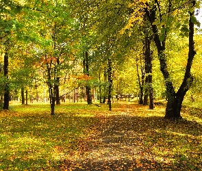 Blask, Słoneczny, Park, Jesień, Drzewa, Mostek